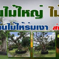 ร้านA22 ไม้ขุดล้อม คุณมด