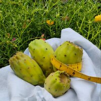 ร้านน้ำเพชรสวนกระบองเพชรกินได้ NamPetch Edible Cactus Farm