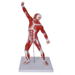 Human anatomy model