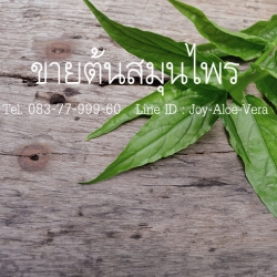ร้านจอยต้นสมุนไพร จำหน่ายพันธุ์ไม้สมุนไพร ไม้ดอก ไม้ประดับ ต้นไม้จัดสวนทุกชนิด