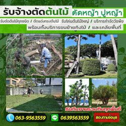 A191 รับตัดต้นไม้ใหญ่