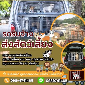 ร้านบริการขนส่งสัตว์เลี้ยง