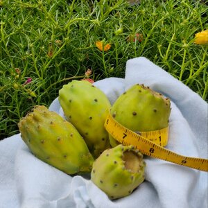 ร้านน้ำเพชรสวนกระบองเพชรกินได้ NamPetch Edible Cactus Farm