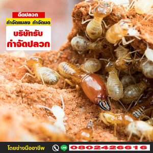 ร้านกำจัดแมลงรบกวน